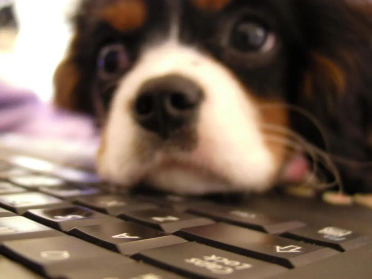 Medication Guide: Pimobendan for Canines