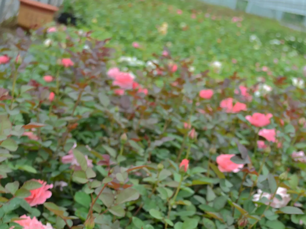 Planting Catherine's Rose at the clinic by her, for it.