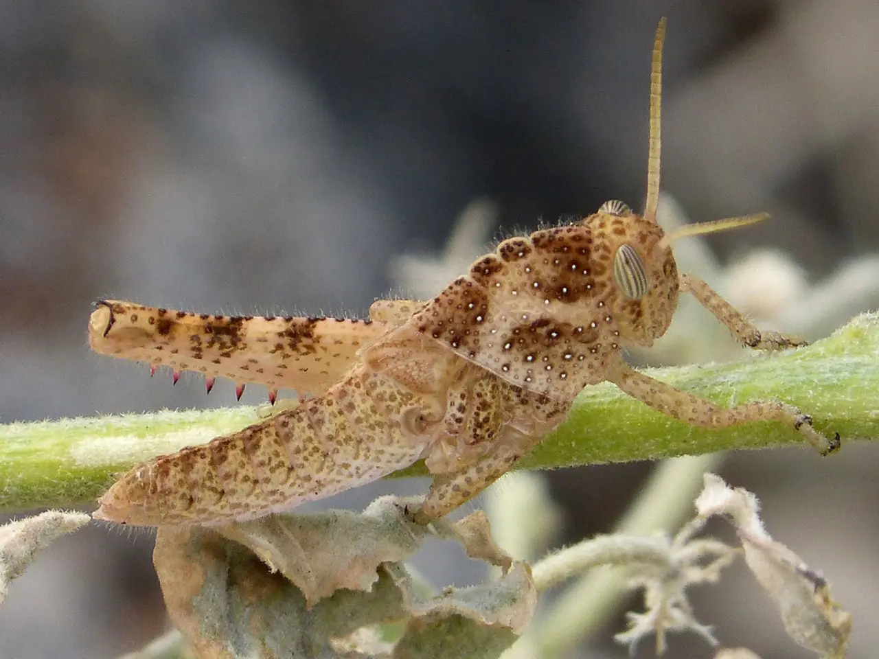 Benefits, Varieties, Applications, Visuals, and Supplements of Stinging Nettle: An Overview