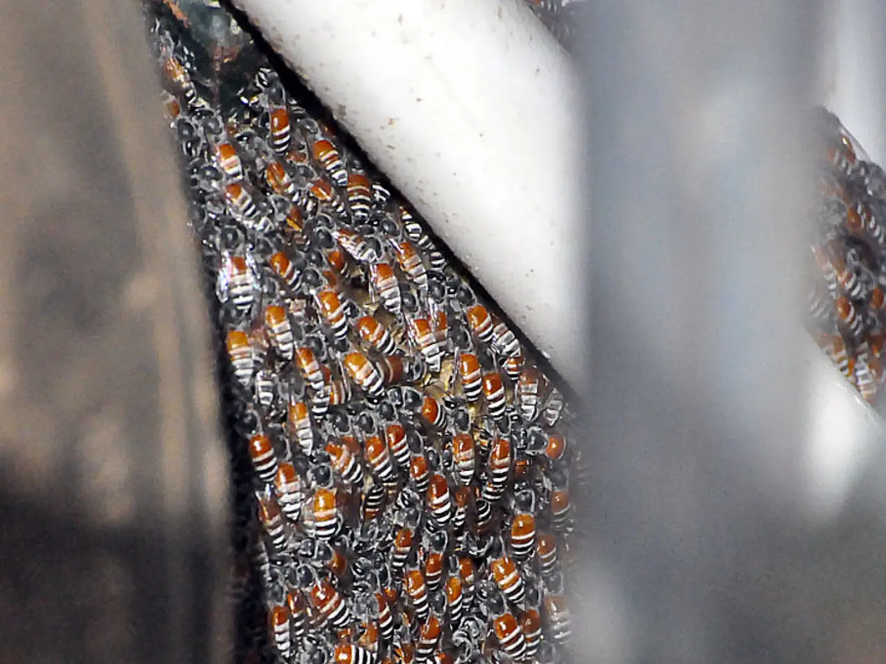 Survey of Beekeepers in Europe Regarding Record-Keeping, Bee Feeding and Watering Practices, and...