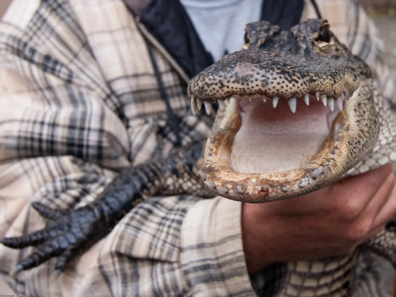 Comprehensive Guide to Alligator Forceps: Their Uses and Functions