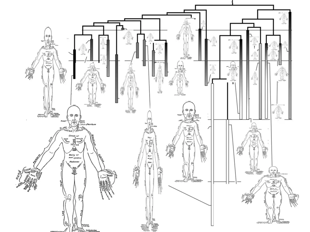 The workings and structure of the male reproductive organism