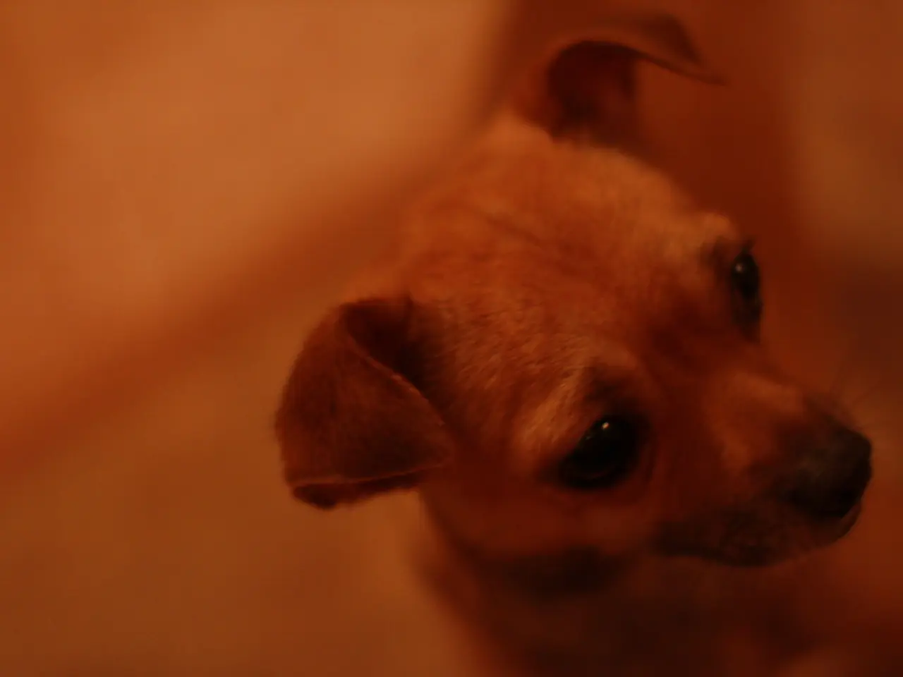 Canine Pneumonia: Understanding Symptoms, Stages, and Remedies from a Veterinary Perspective