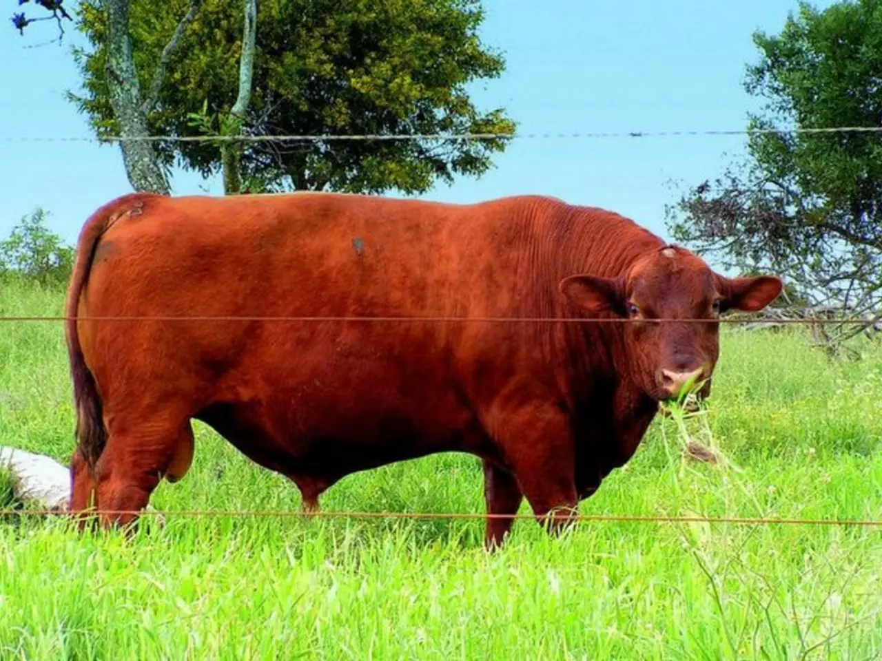 Discovered: Avian Flu in U.S. Livestock