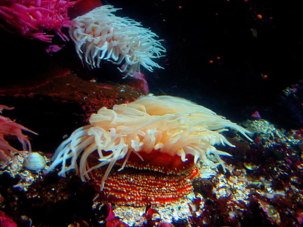 Intense Coral Bleaching Occurs Along Western Australia's Coastline Due to High Temperatures