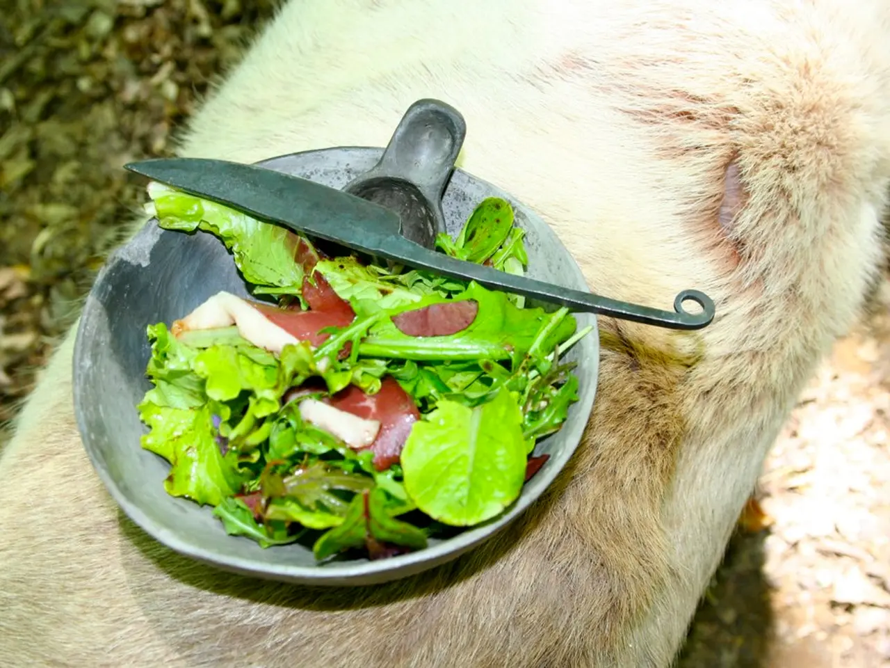 Intestinal blockage from hardened fecal matter: Signs, origins, and solutions