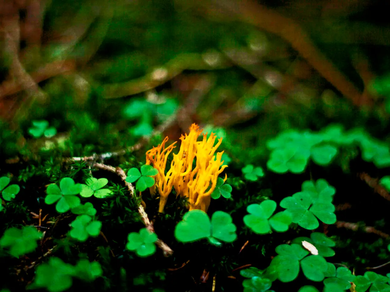 Fertilizer Composition and Meaning of NPK: Exploration of Nitrogen, Phosphorus, and Potassium