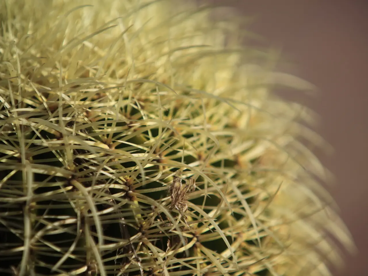 Risks and approaches for overcoming dependency on Mescaline, a psychedelic drug