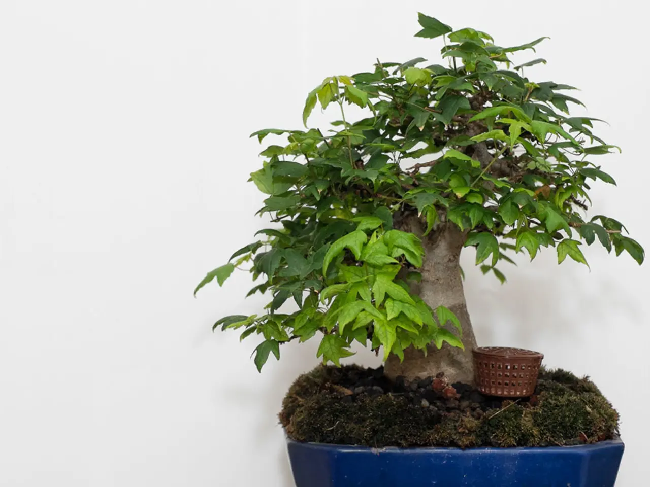 Experiencing difficulties with Bonsai grafting and air layering? This guide offers you practical...