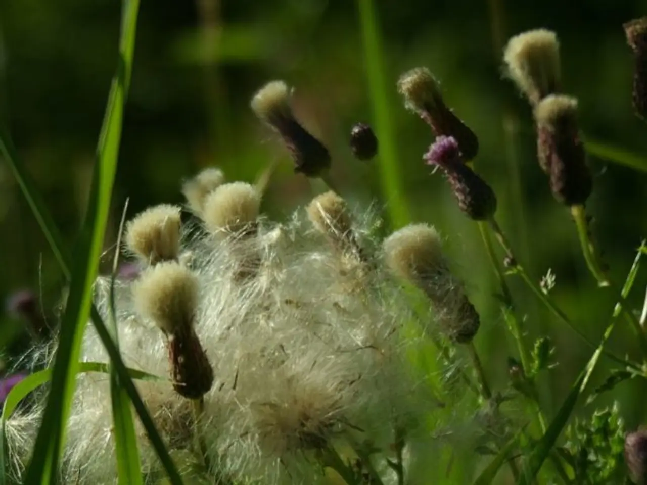 Insufficient supply of organic farms - what's holding us back?