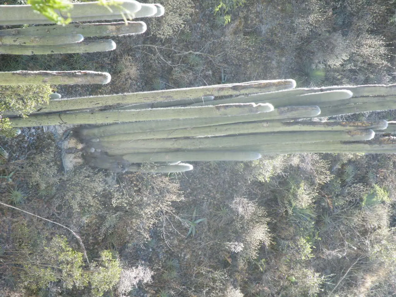 Six Notable Calcium Supplements for Strong Bones