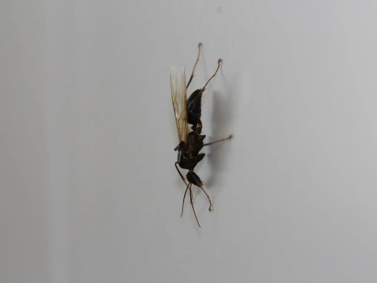 In this picture we can see a black color hornet here.