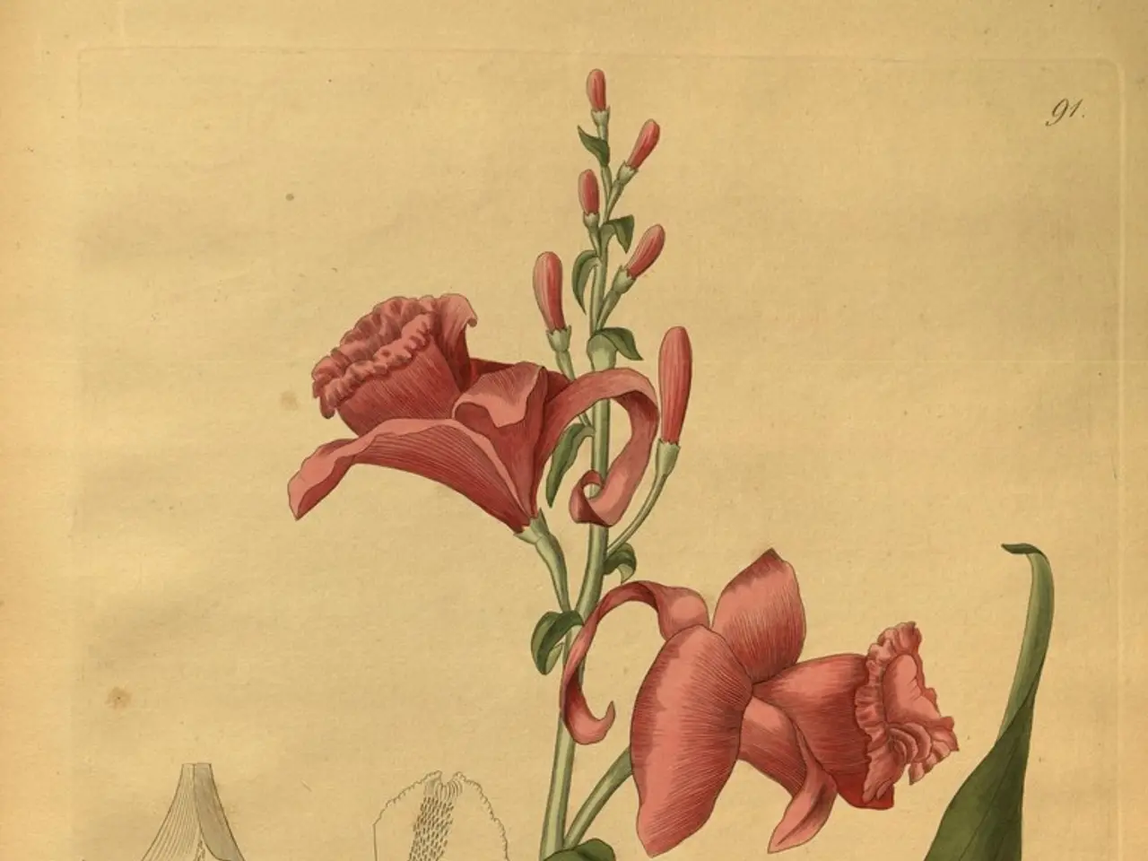 In this image I can see the drawing of the flowers and some leaves