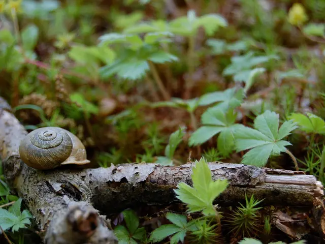 Care Instructions for Dwarf Purple Isopods (Trichoniscidae): a Comprehensive Guide to Bioactive...