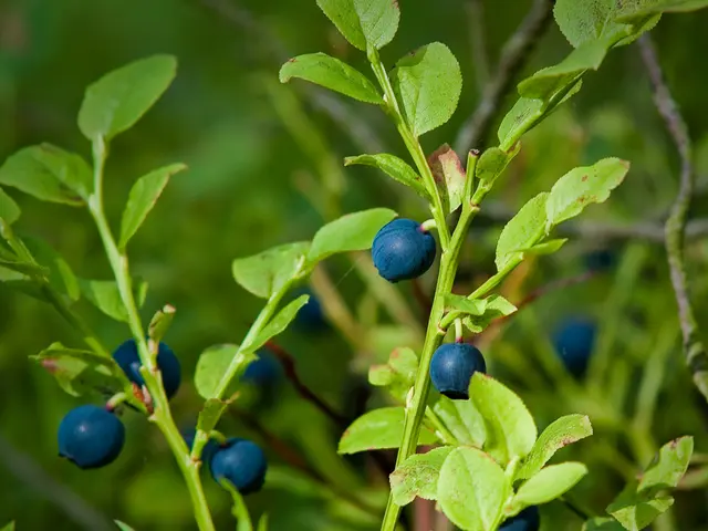 Methods for Integrating Goji Berries into Your Fresh Diet from Garden: Advice for Consumption