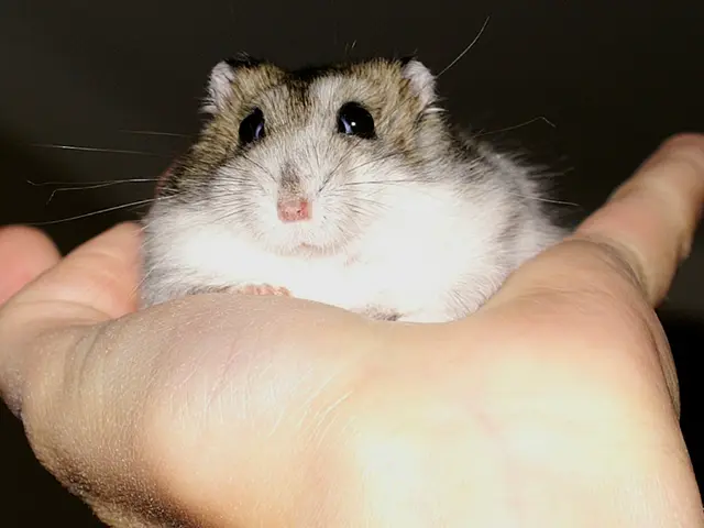 Financial reductions in research grants: Consequences and implications