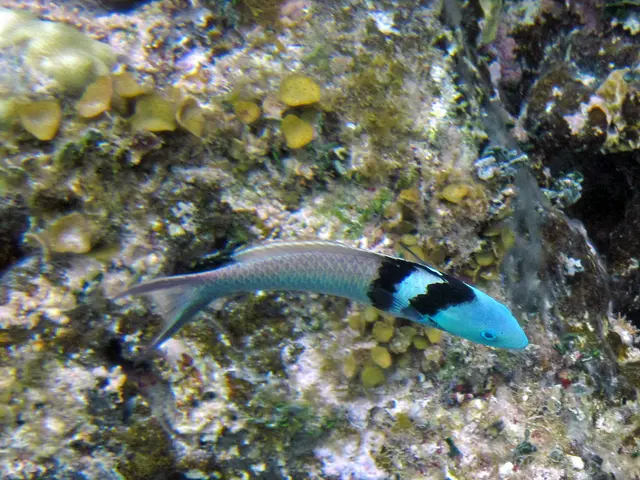 Harmful blue algae blooms pollute recreational lakes in the Hessian region.