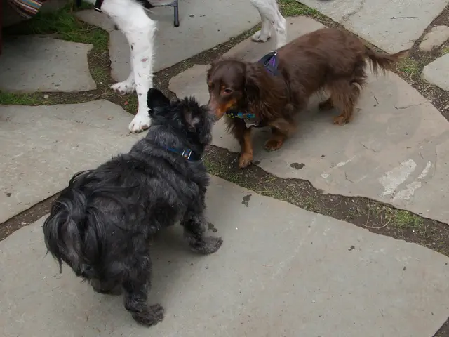 Safety guidelines for canine companions in the warm weather months