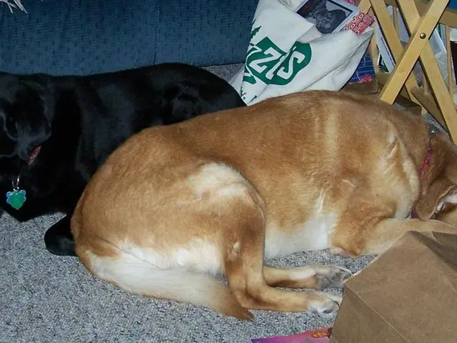 Treatments for Dog Allergies: Top Options to Alleviate Symptoms in Your Pet