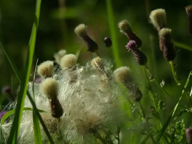 Improving Grass Condition Organically Without Artificial Substances