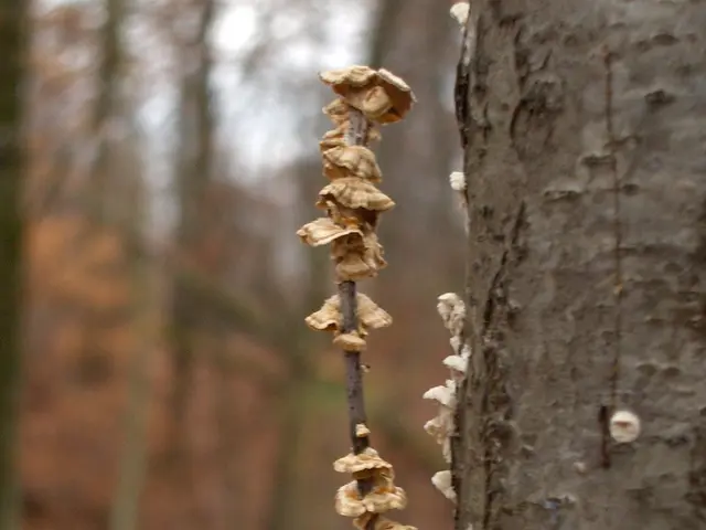 "Observe Mold's Development in Gelatin, As I Regale Tales of Spooky Spirits"