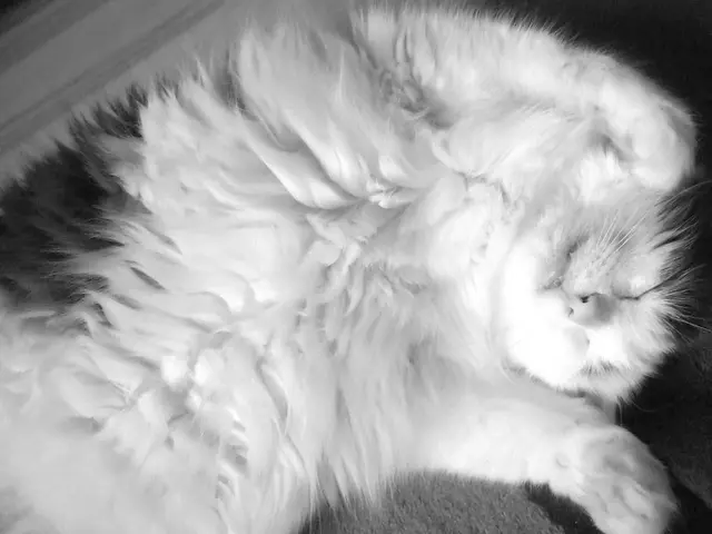 Unintended bodily twitches that occur during the transition from wakefulness to sleep are known as...