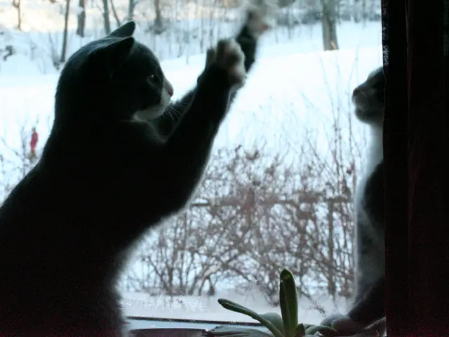 Cats can get chilly in winter. What temperature might be considered too cold for cats during the...