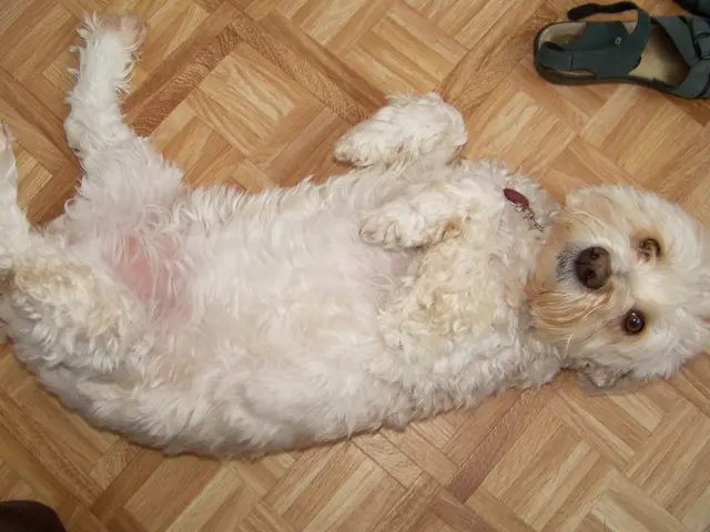 Canine skin irritation caused by flea allergies