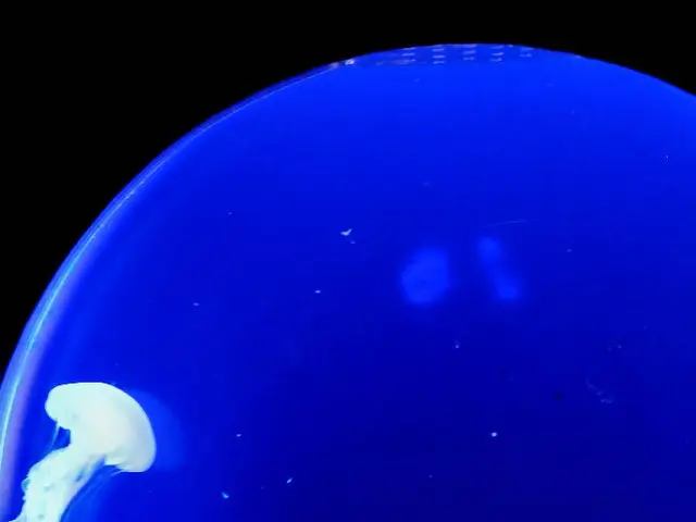 Expansion of Protected Species: Corals and Sponges Now Included in Conservation efforts