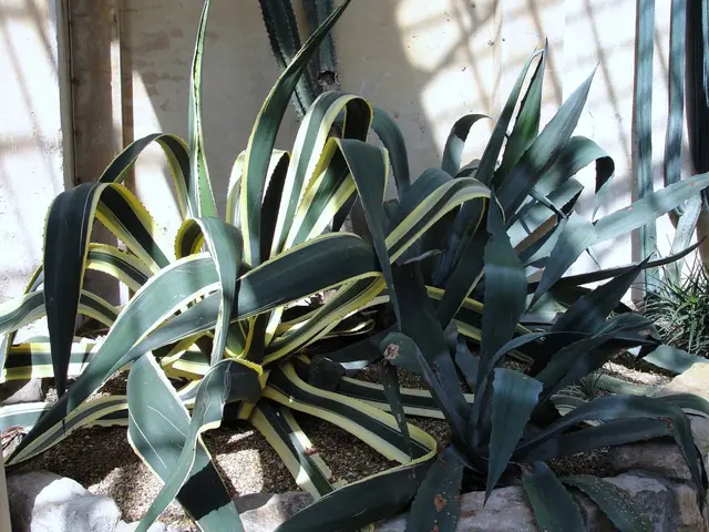 Bromelain: Its advantages, potential hazards, origins, and effects on health