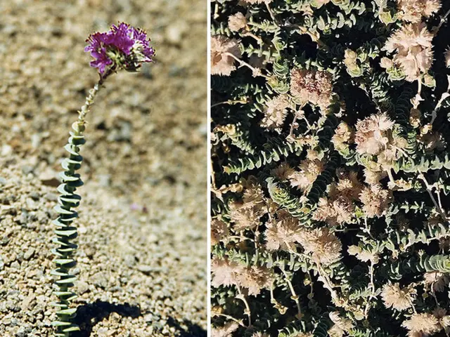 Exploring Herbal Treatments for Psoriasis: Top Herbal Remedies Compared