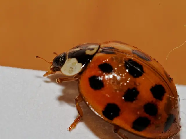 Shingles' initial phases: Indications and symptoms explained