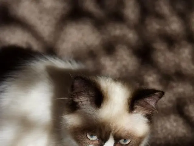 Autumn Health Concerns for Your Feline Companion: A Look at Common Feline Ailments in the Fall...