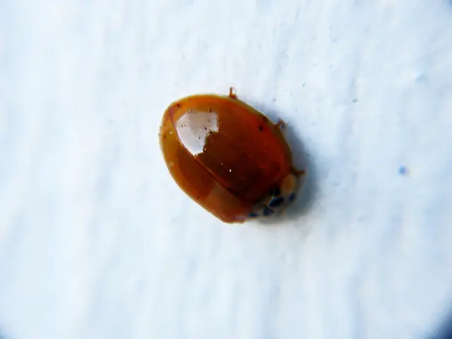 Causes of Tonsil White Spots: An Examination