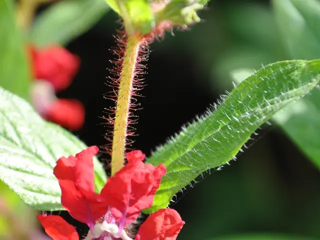 Erythropoietin: Description, role, and diagnostic methods