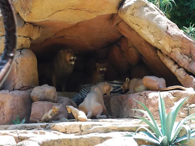 Uncovered in Belgium: Multi-purpose Neanderthal Tool Fashioned from a Cave Lion Bone