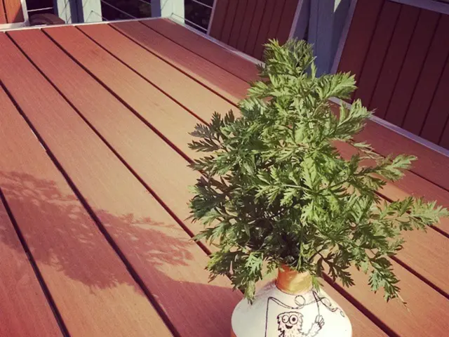 Houseplants' Untapped Health Benefits: Understanding the Marvelous Medical Miracles of Indoor Flora