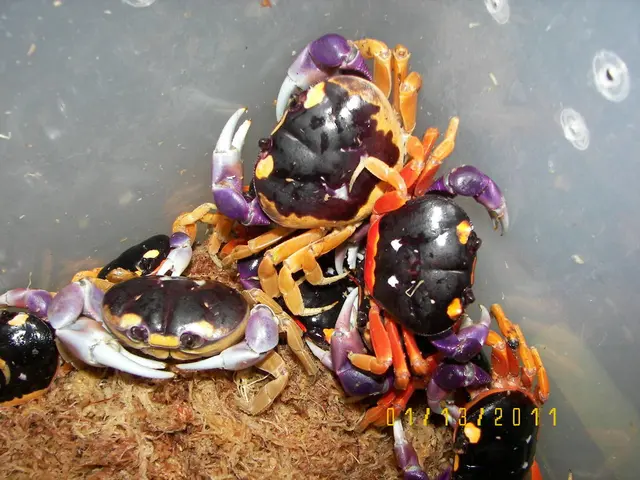 Infestation of Crabs (Pubic Lice): Characteristics, Prevalence Factors, and Remedies