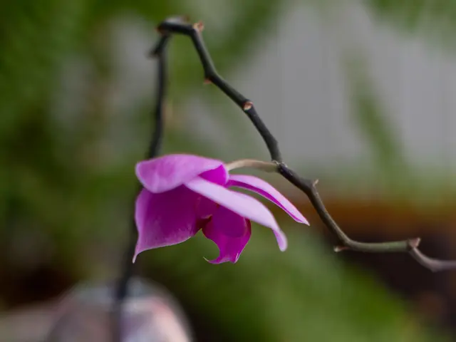 Enhancing Memory: Top Brain Boosters for Enhanced Recall, Retentiveness, and Mental Dexterity