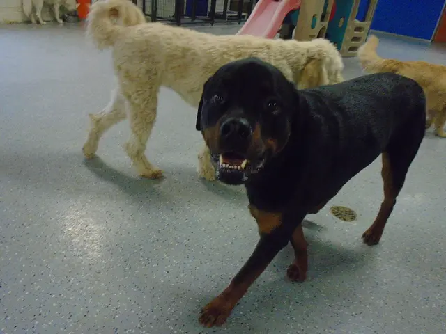 Researchers have discovered preferences among dogs towards specific television programs