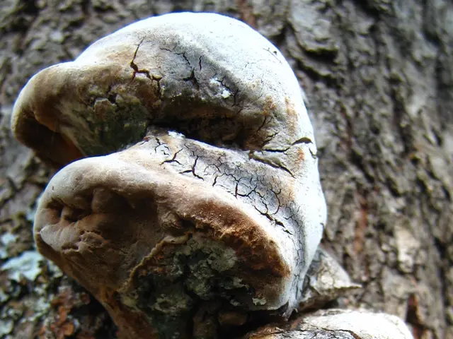 Mold Endangering Your Health: 9 Concerning Methods It Secretly Affects You