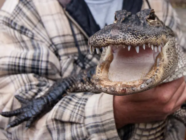 Comprehensive Guide to Alligator Forceps: Their Uses and Functions