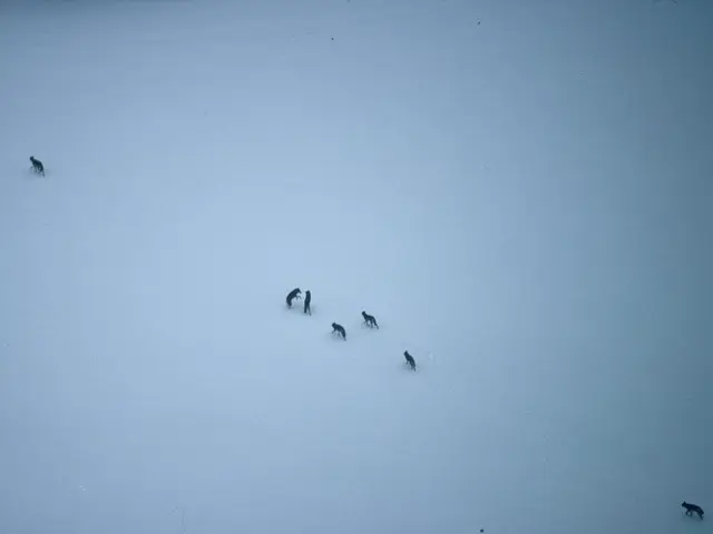 Researchers genetically modify wolves, creating canines with white fur and robust mandibles...