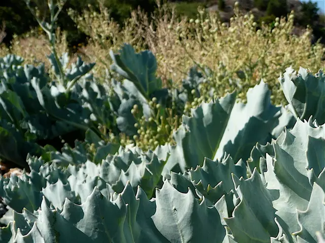 Do Plants Sense Emotions or Respond to Their Environment?