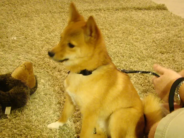 Strategies for Reducing Jealousy in Your Pet Dog Towards a Newborn