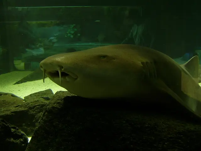 Importance of Frequent Filter Swaps for Your Oxygen Concentrator's Proper Functioning