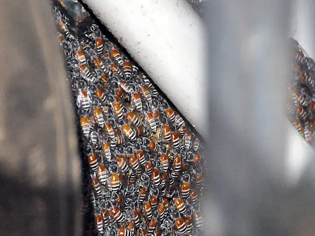 Consumers Urged by Beekeepers: Take Action!