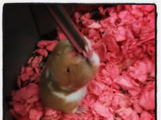 Title: The Aggressive Behavior of Rodents and Its Implications