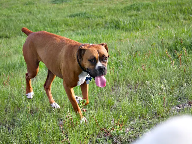 Dog health professionals sound alarm following a Cocker Spaniel's near-death experience due to...