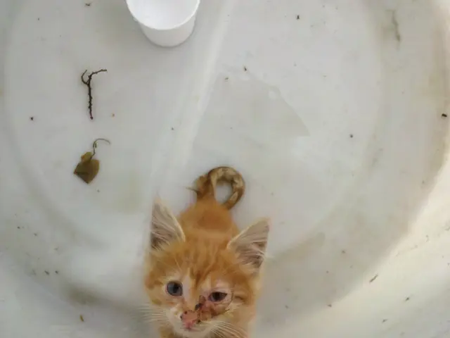 District authorities have opted to halt the provision of potable water to municipalities within the...